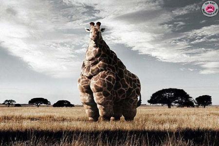 big giraphe