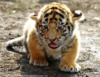 bébé tigre