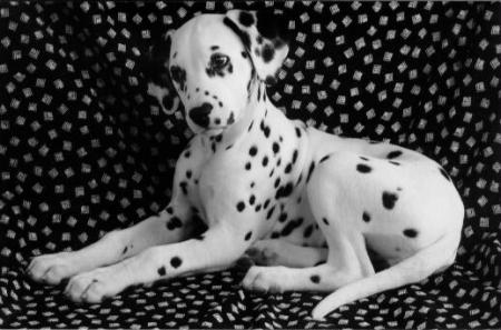 dalmatien