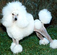 caniche