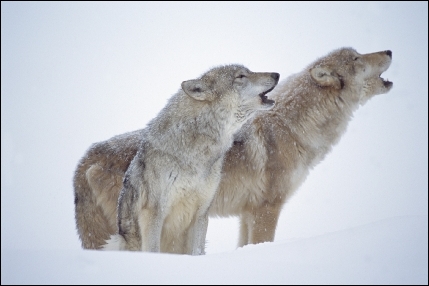loups