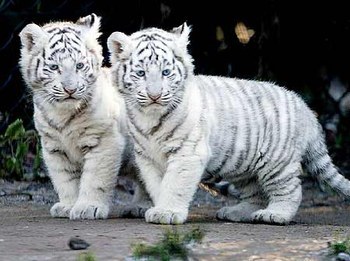 tigrons albinos
