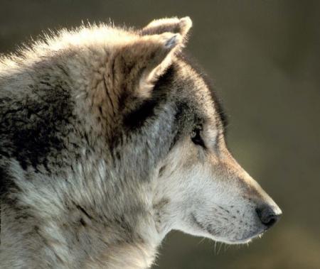loup