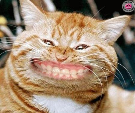 chat gogol