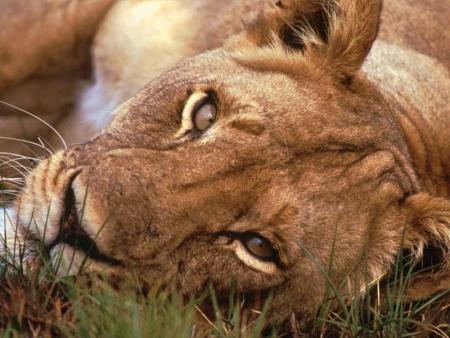 lionne